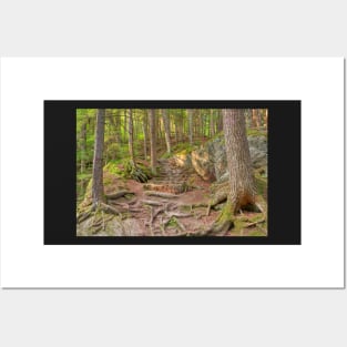 Green Mountain Forest Trail Posters and Art